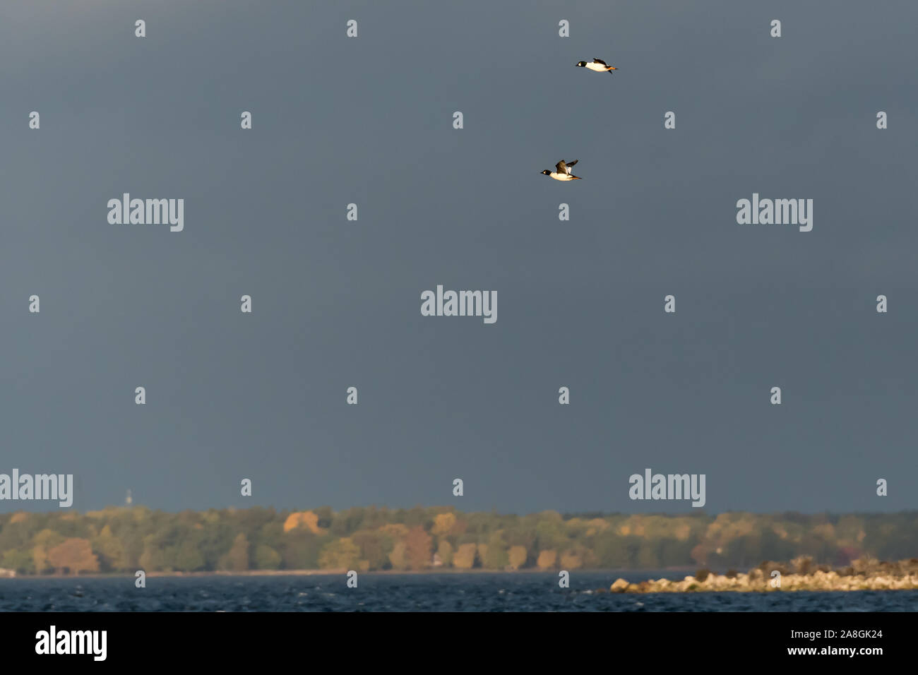 Zwei männliche Schellente Fliegen über dem Meer von Herbst Stockfoto