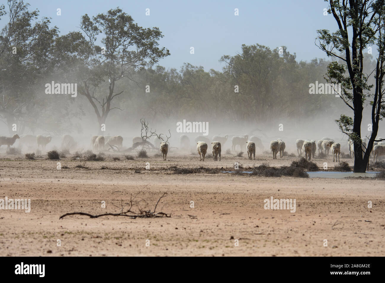 Herde von Schafen kämpfen in einem staubsturm über Land, das gelöscht wurde und in der Dürre, in der Nähe von Walgett, New South Wales, NSW, Australien Stockfoto