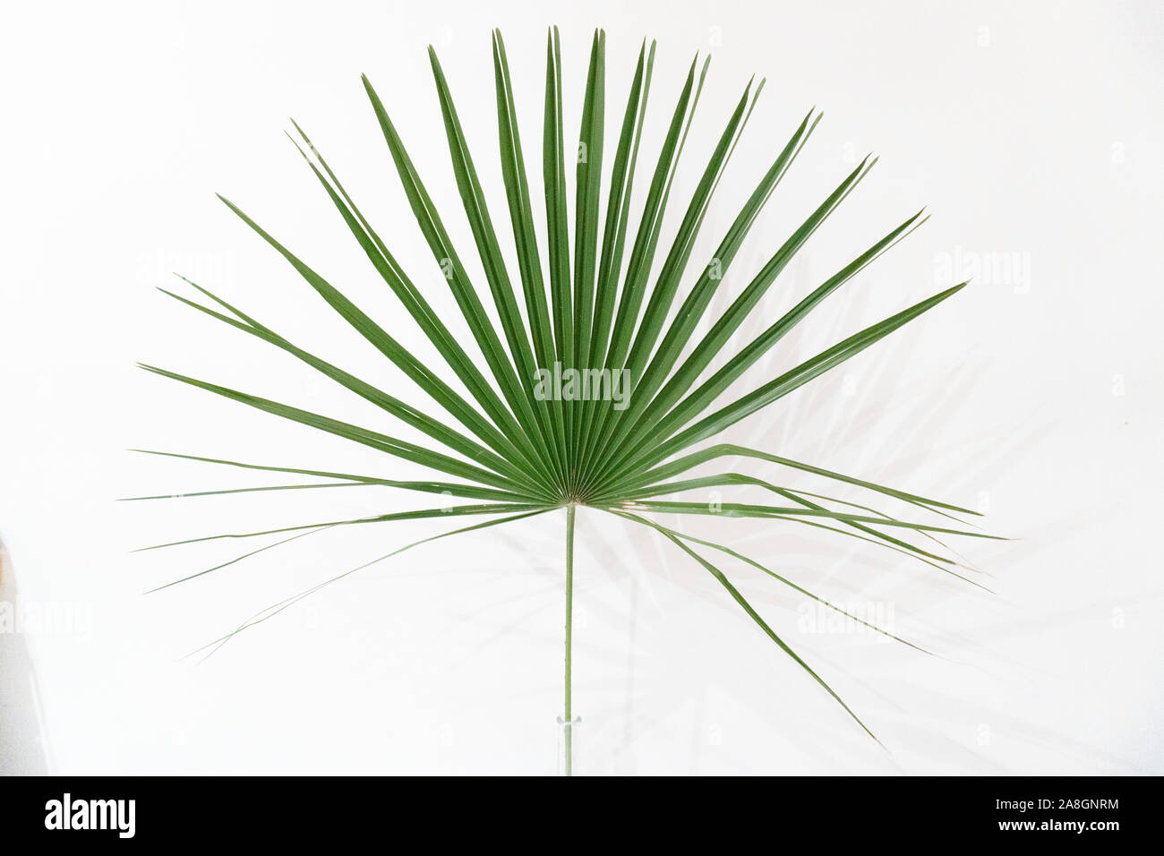 Eine grüne palm leaf auf weißem Hintergrund Stockfoto