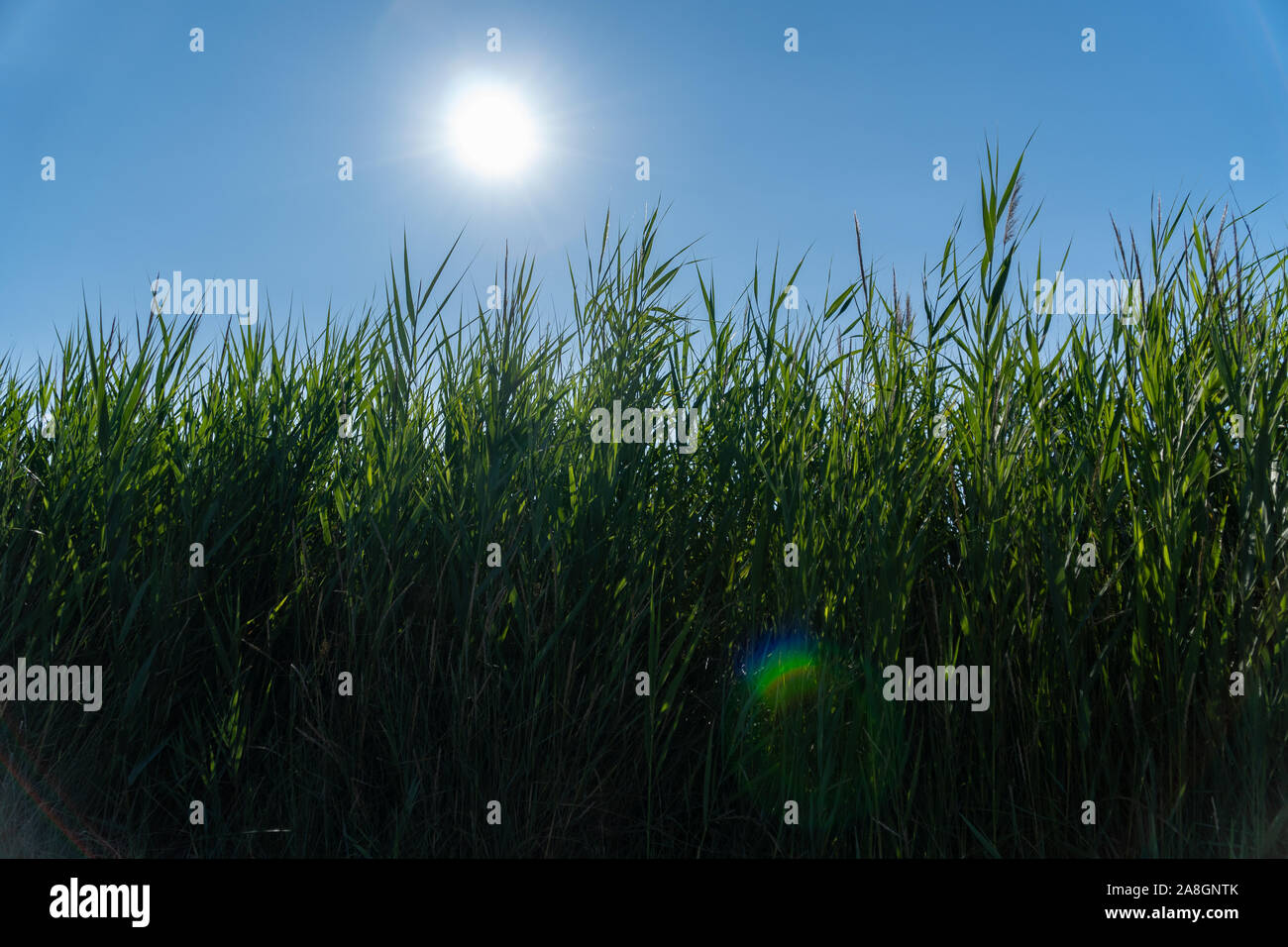 Die Sonne und der blaue Himmel scheint auf ein großes grünes Gras - Umweltkonzept Stockfoto