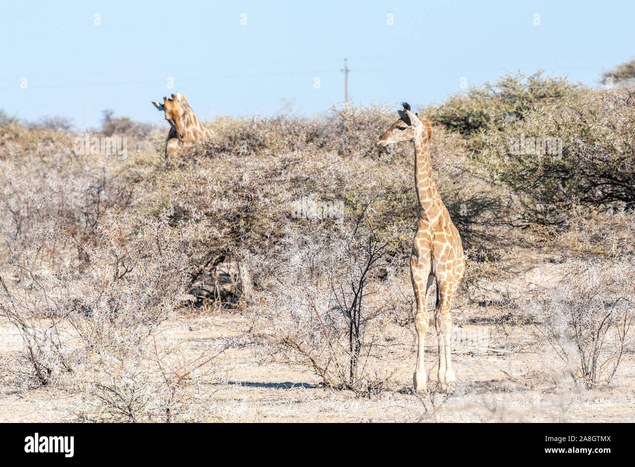 Zwei angolanischen Giraffen - Giraffa giraffa angolensis - Essen aus dem Gebüsch auf den Ebenen von Etosha Nationalpark in Namibia. Stockfoto