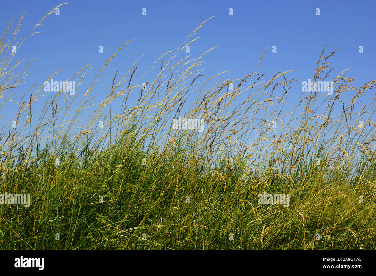 Blütezeit lange Gras und blauer Himmel Hintergrund, hohes Gras auf Wind unter azurblauem Himmel im Sommer Stockfoto