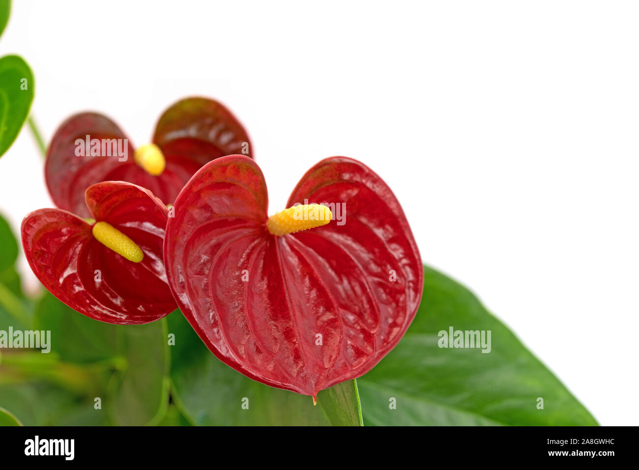 Blühende flamingo Blume, Anthurium, vor weißem Hintergrund Stockfoto
