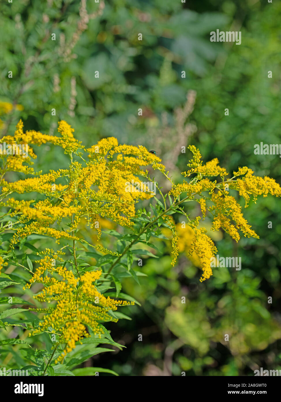 Blühende Goldrute, solidago Stockfoto