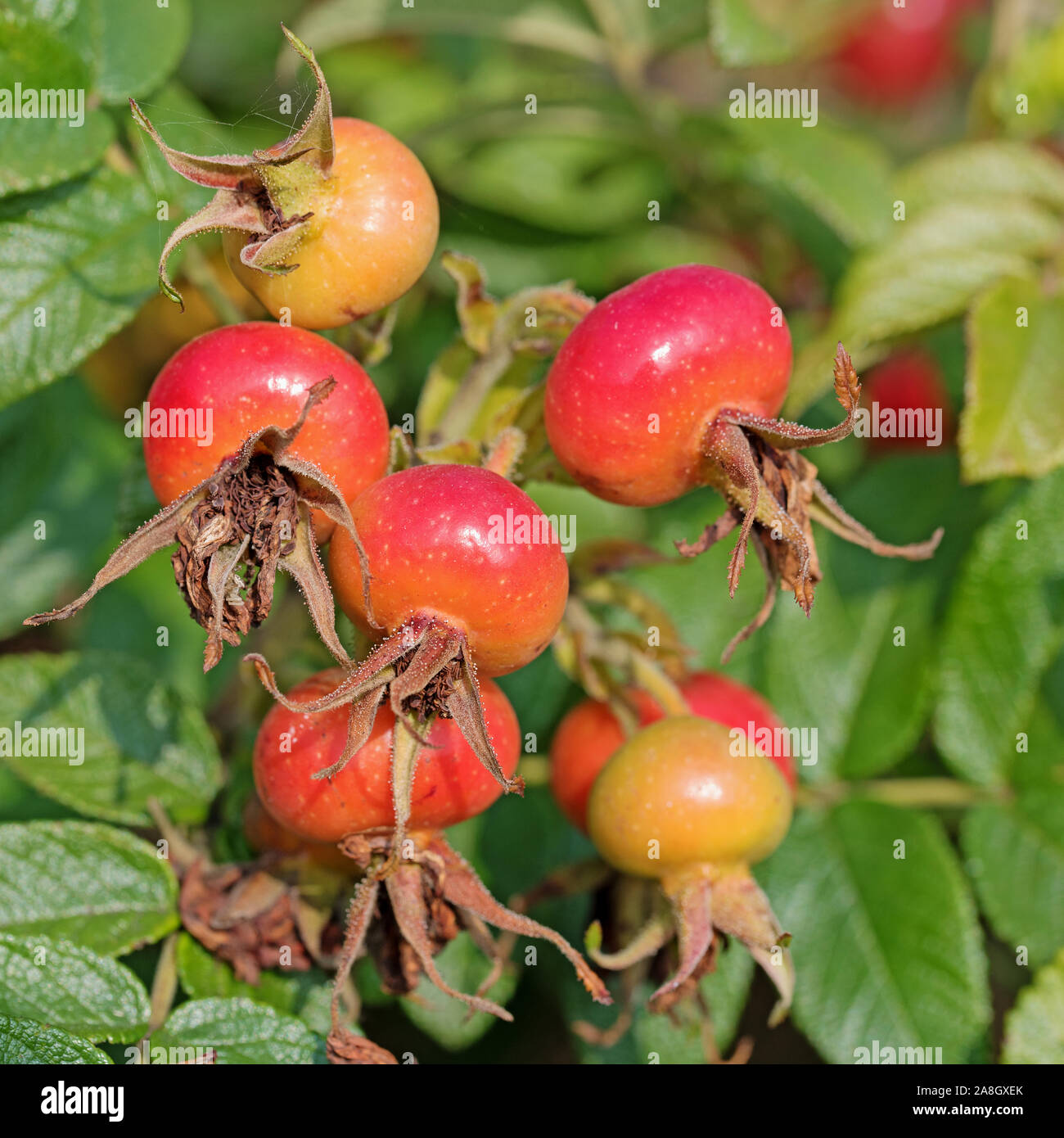 Reife Früchte der Kartoffel Rose, Rosa rugosa Stockfoto