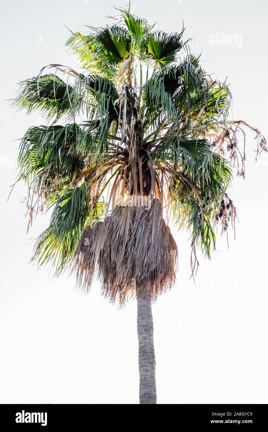 PALM TREE auf weißem Hintergrund Stockfoto