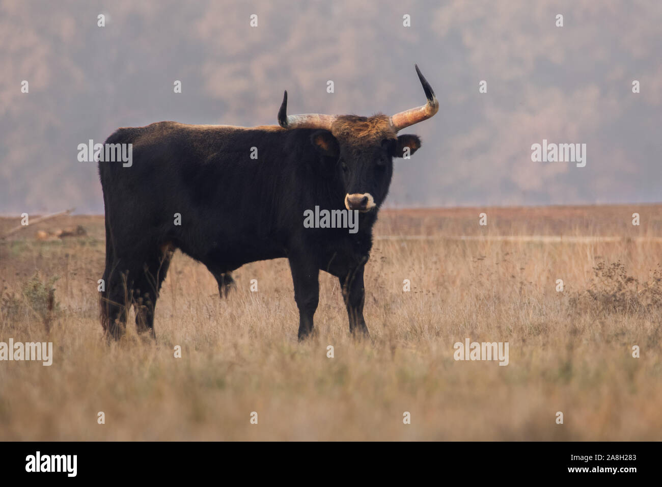 Heckrinder (Bos primigenius f. Taurus), Stier in einer Weide in den späten Abend, Versuch zurück zur Rasse der ausgestorbenen Auerochsen (Bos primigenius), Ungarn Stockfoto