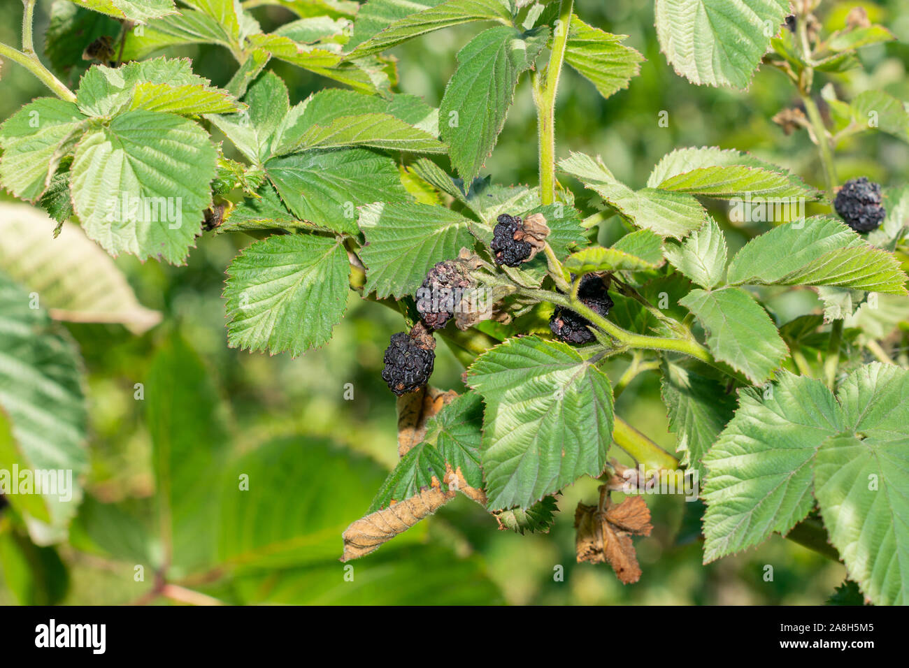 Trockene kranken Früchte der schwarzen Himbeeren auf den Hintergrund der grünen Blätter Nahaufnahme Makro. Stockfoto
