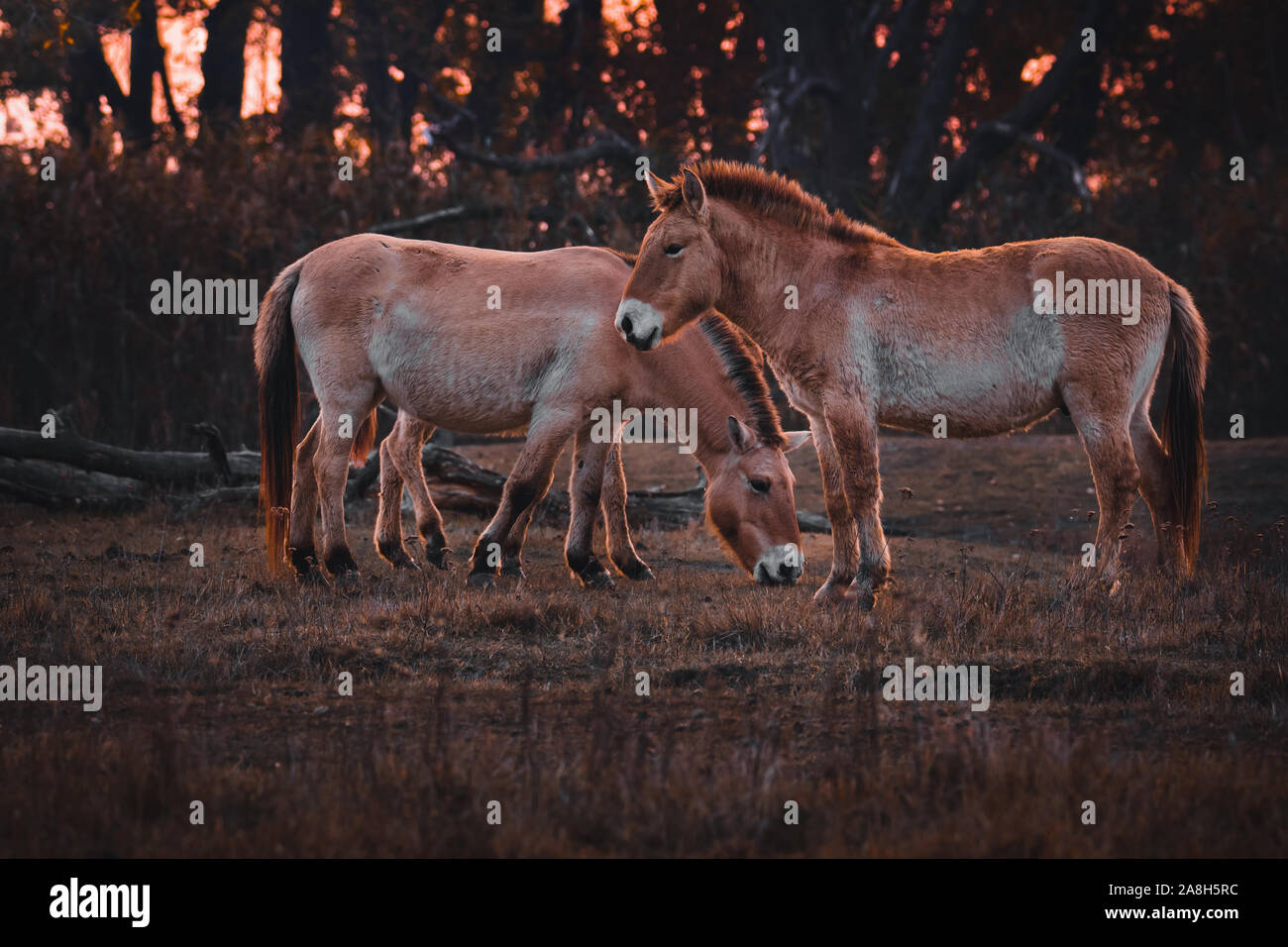 Przewalski's horse (Equus przewalskii oder Equus ferus Przewalskii), eine vom Aussterben bedrohte Pferd auf einer Weide am späten Abend, Nationalpark Hortobágy, Ungarn Stockfoto