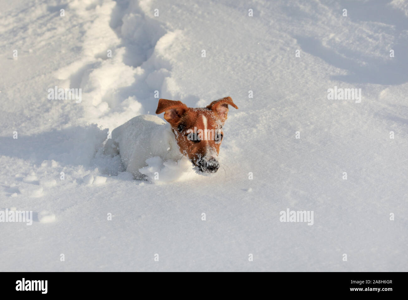 Kleine Jack Russell Terrier in tiefem Schnee läuft, ihr Gesicht weiß aus Eiskristallen. Stockfoto
