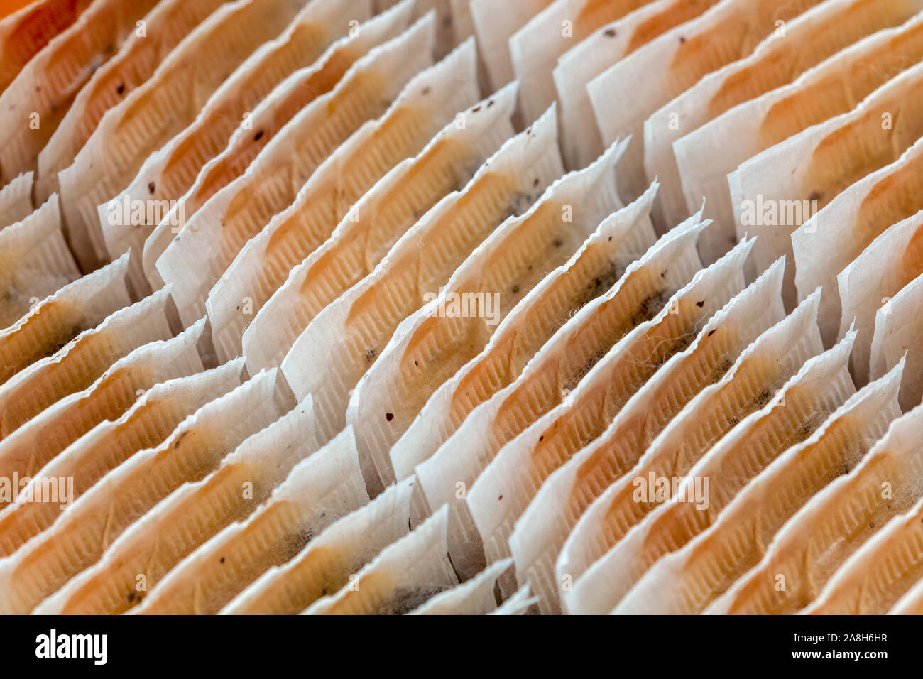 Closeup detail Teebeutel - Zeilen in Feld angeordnet. Stockfoto