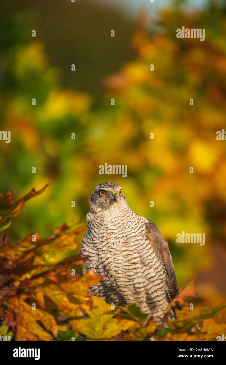 Habicht, Accipiter gentilis, anongst bunte Blätter im Herbst Stockfoto