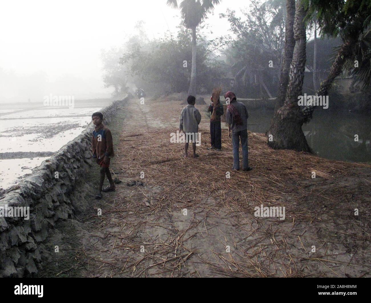 Misty Morning in der Bengalischen Landschaft in Sundarbans Dschungel, West Bengal, Indien Stockfoto