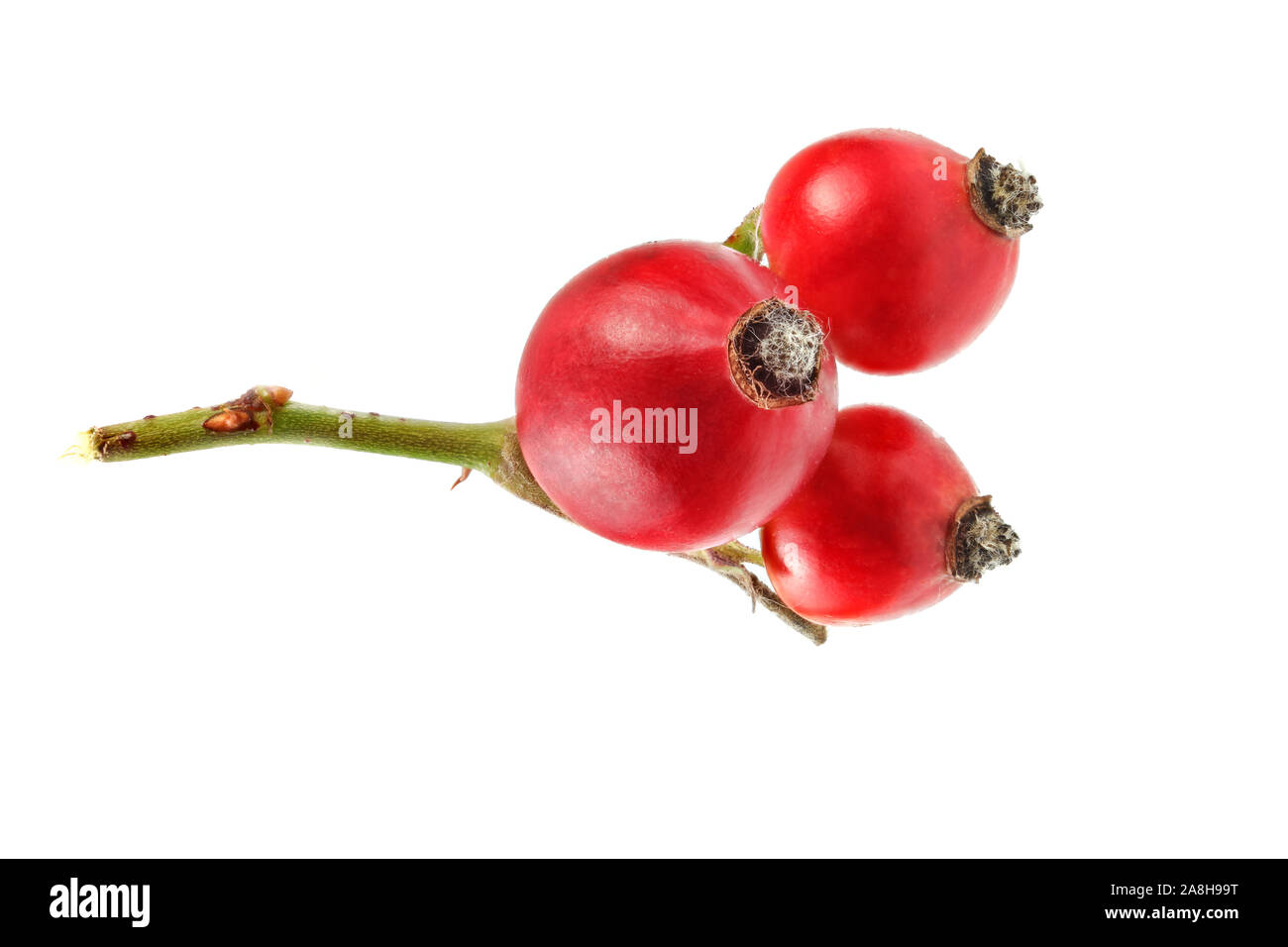 Hagebutten (Rosa Canina Früchte) auf weißem Hintergrund. Stockfoto