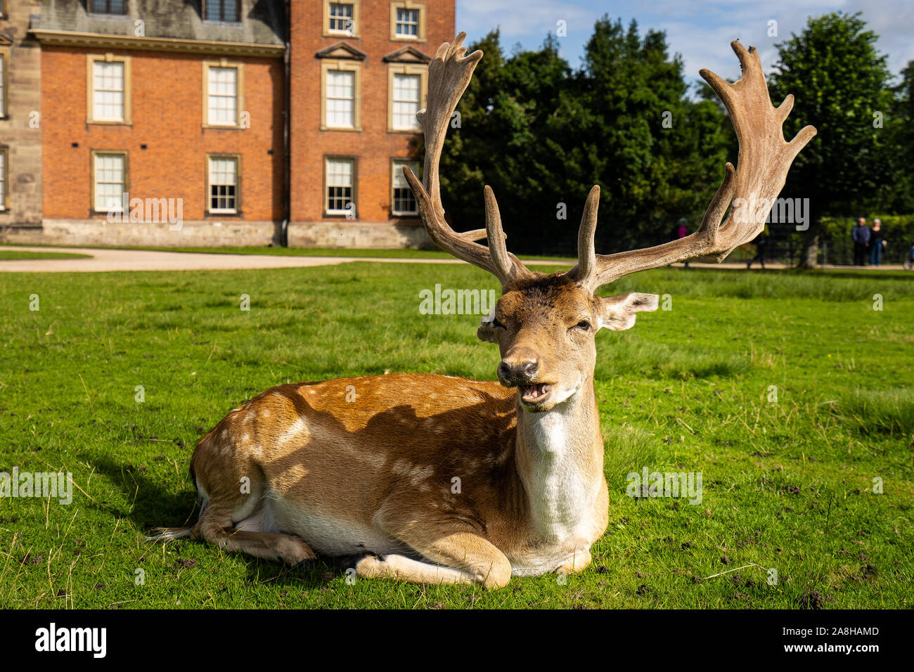 Atemberaubende Landschaft von Wild in Dunham Massey, alten historischen Haus in Greater Manchester, Teil des National Trust Foundation von Eigenschaften in Großbritannien Stockfoto