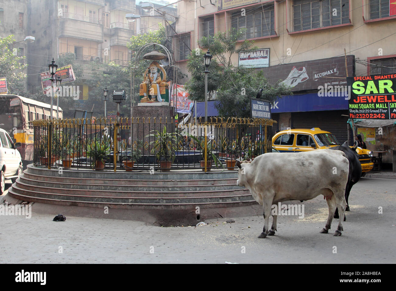 Kühe durch die Straßen von Kolkata, West Bengal, Indien Stockfoto