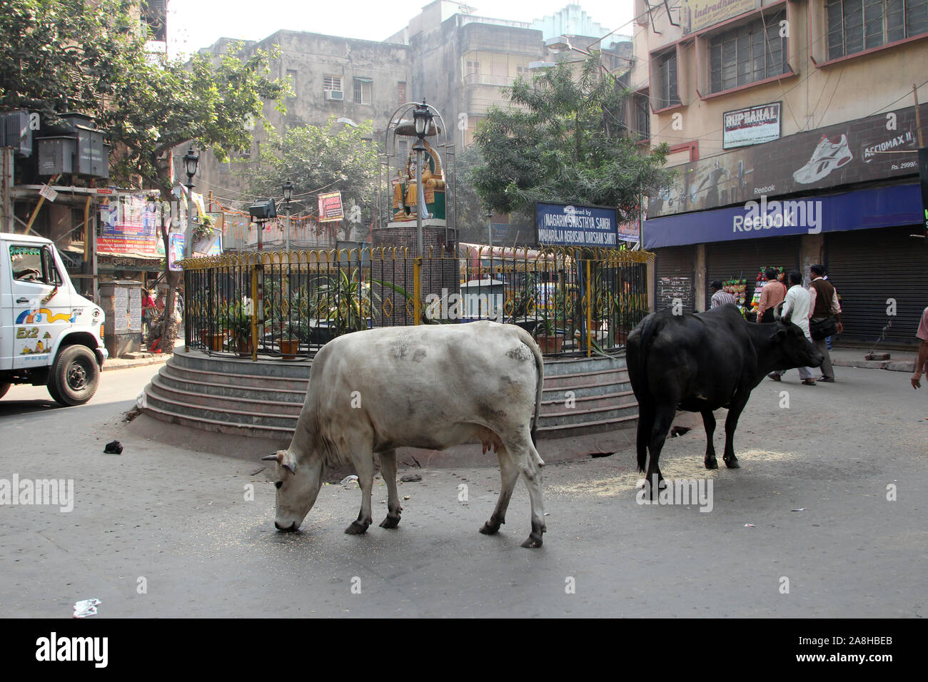 Kühe durch die Straßen von Kolkata, West Bengal, Indien Stockfoto
