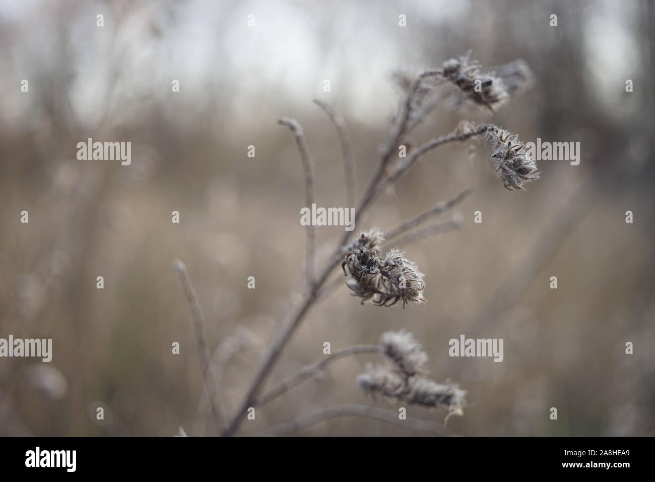 Altes trockenes Gras oder Blumen wachsen im Herbst Nebel Feld. Stockfoto