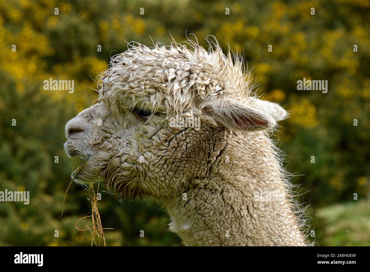 Alpaka Profil. Stockfoto