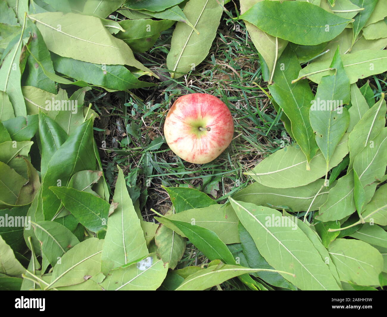 Apple auf dem Gras durch Blätter umgeben Stockfoto