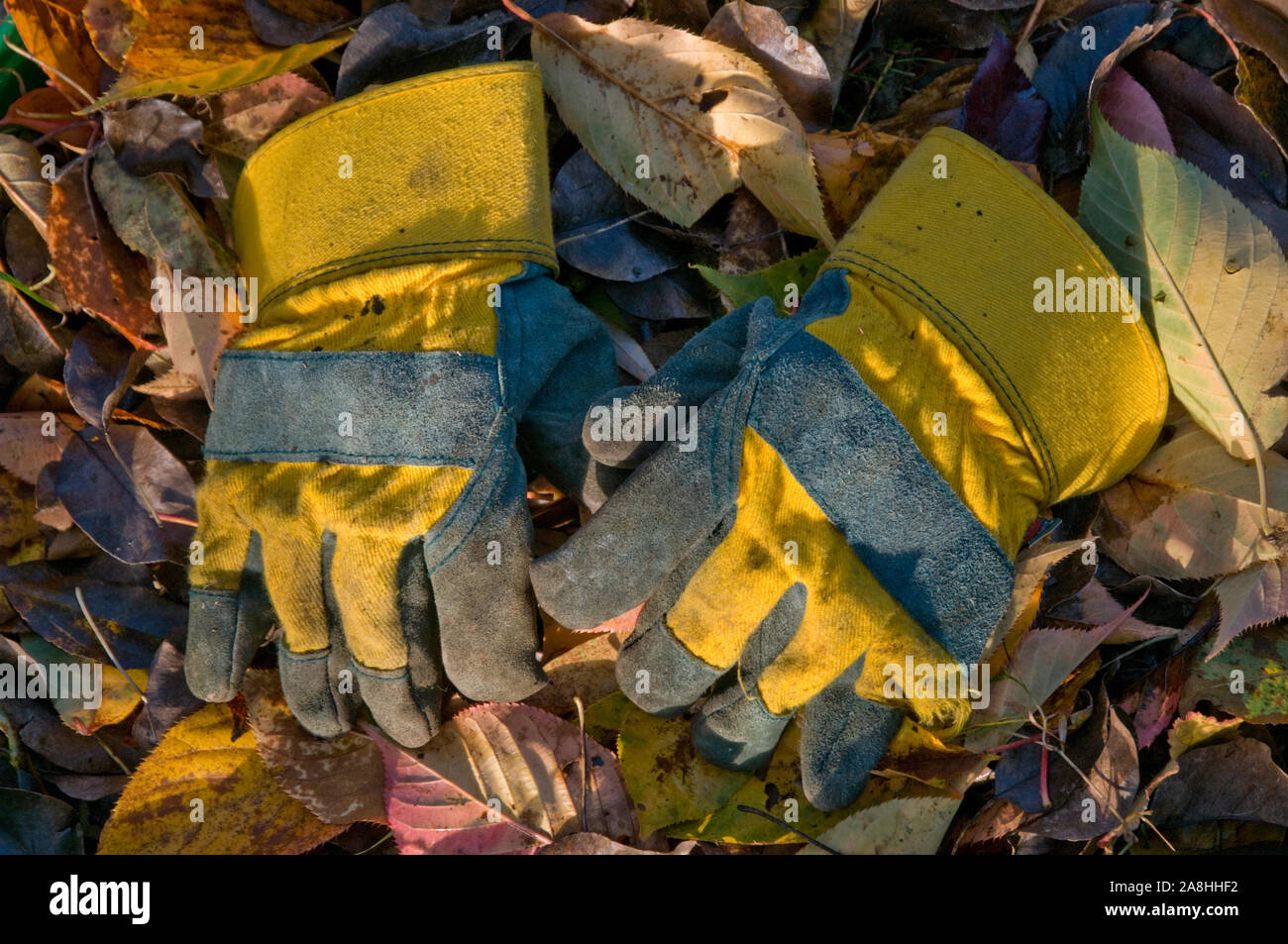 In der Nähe von ein Paar Gartenhandschuhe auf dem Boden mit bunten Blätter im Herbst in einem privaten Garten. Stockfoto