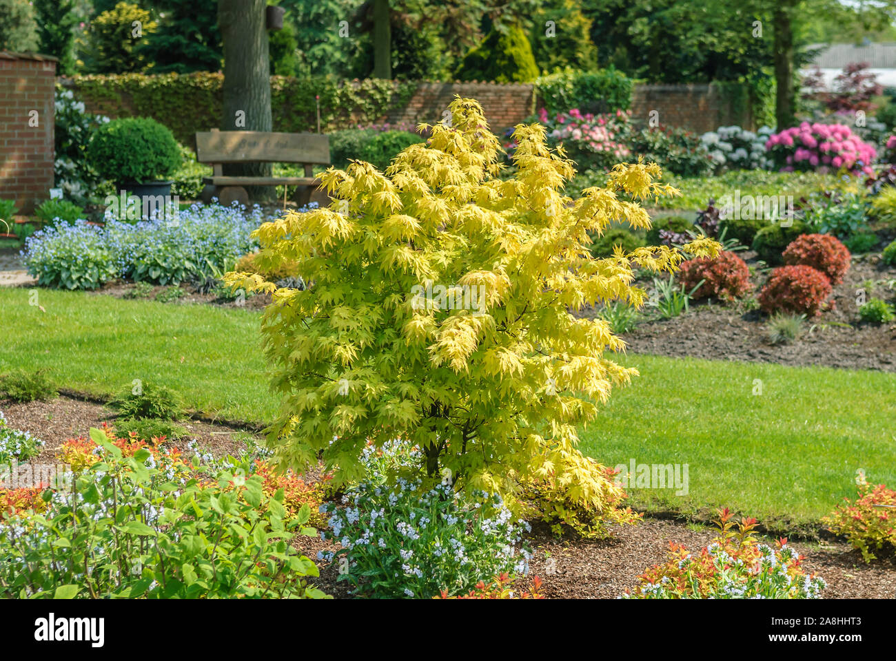 Fächer-Ahorn (Acer palmatum 'Orange Dream') Stockfoto