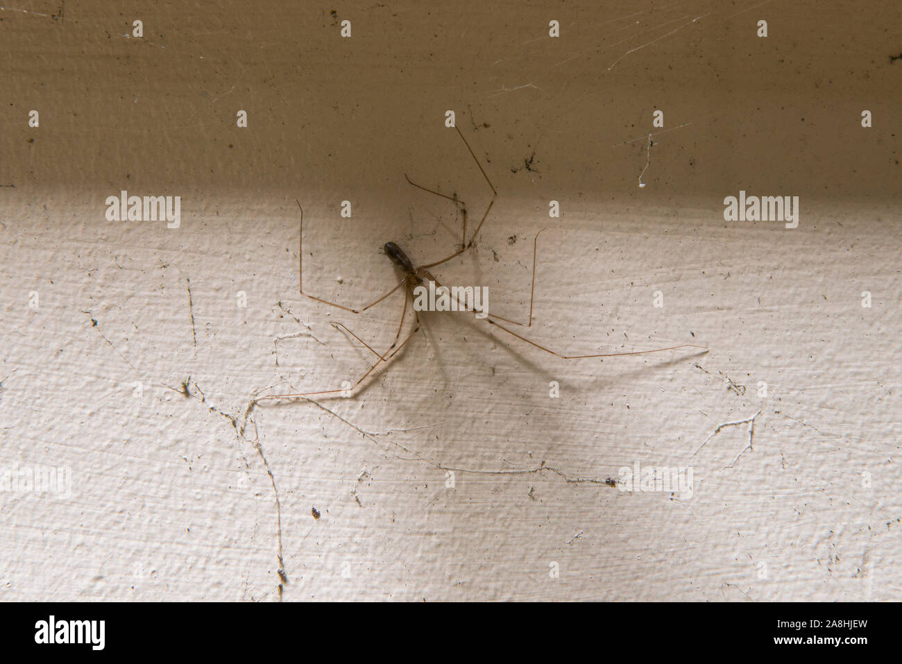 Keller Spider Pholcus phalangioides. Bild in das verlassene Standish Krankenhaus genommen Stockfoto