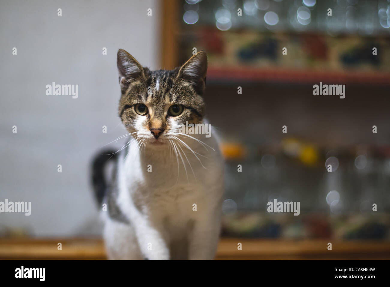 Kat. Cute Kitten. Inländische pet. Fell. Säugetier. Stockfoto