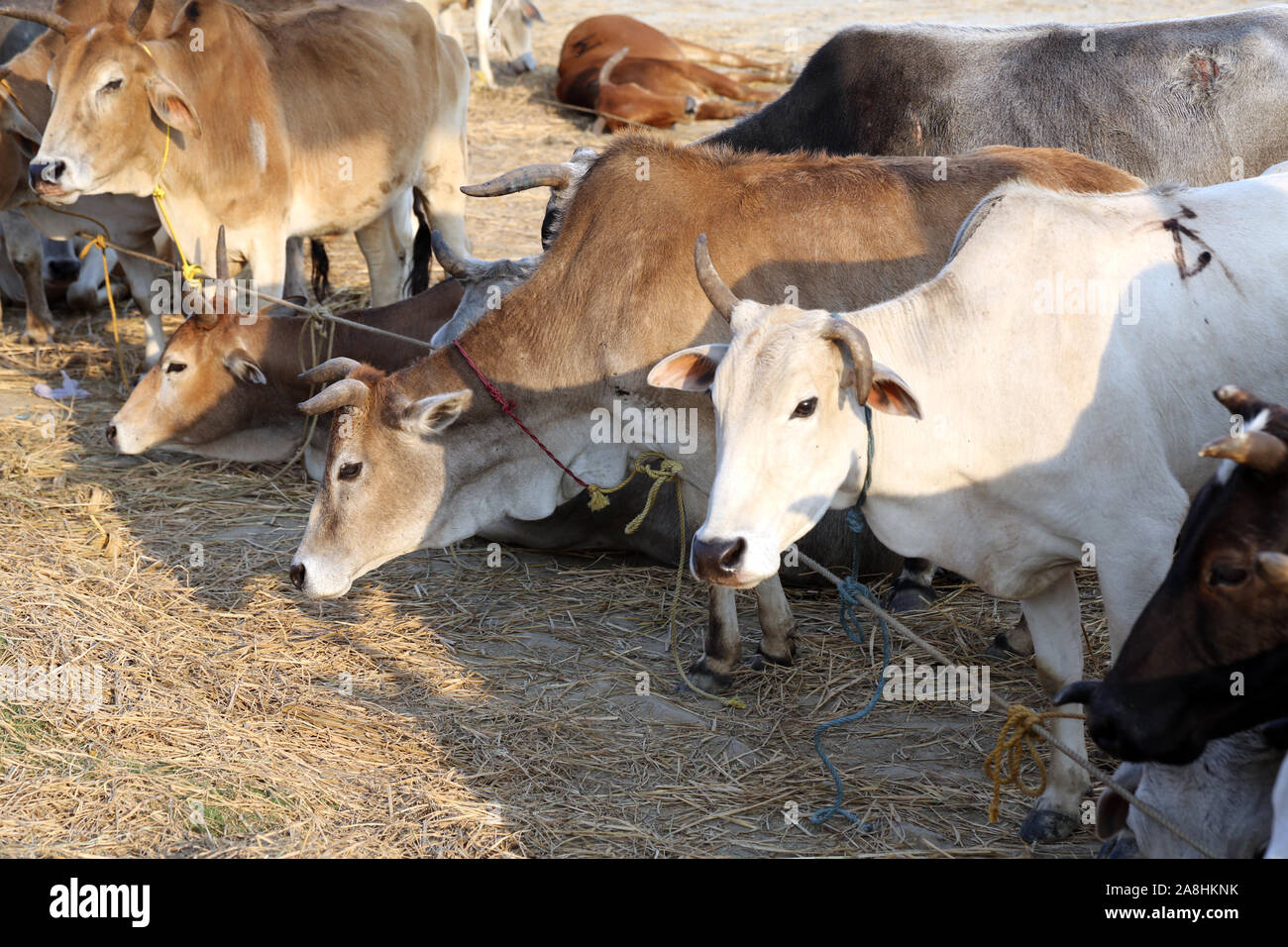 Rinder grasen in Dorf Kumrokhali, West Bengal, Indien Stockfoto