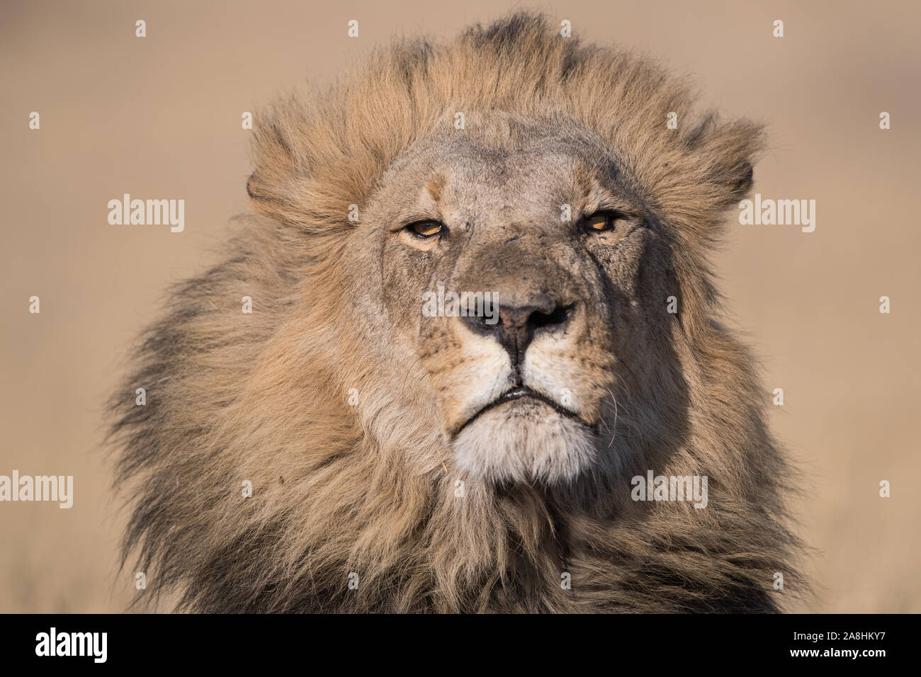 Porträt der männliche Löwe (Panthera leo) in perfekte Morgensonne in Savuti und Chobe National Park, Botswana Stockfoto