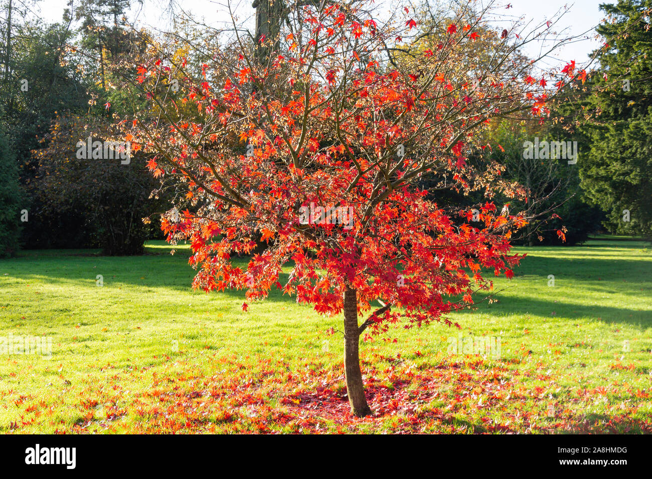 Rote Blätter im Herbst von Liquidambar, tolle Tew, Oxfordshire, England, Vereinigtes Königreich Stockfoto