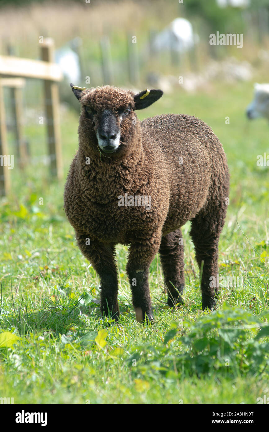 Schafe in einem Feld in den Highlands von Schottland Stockfoto