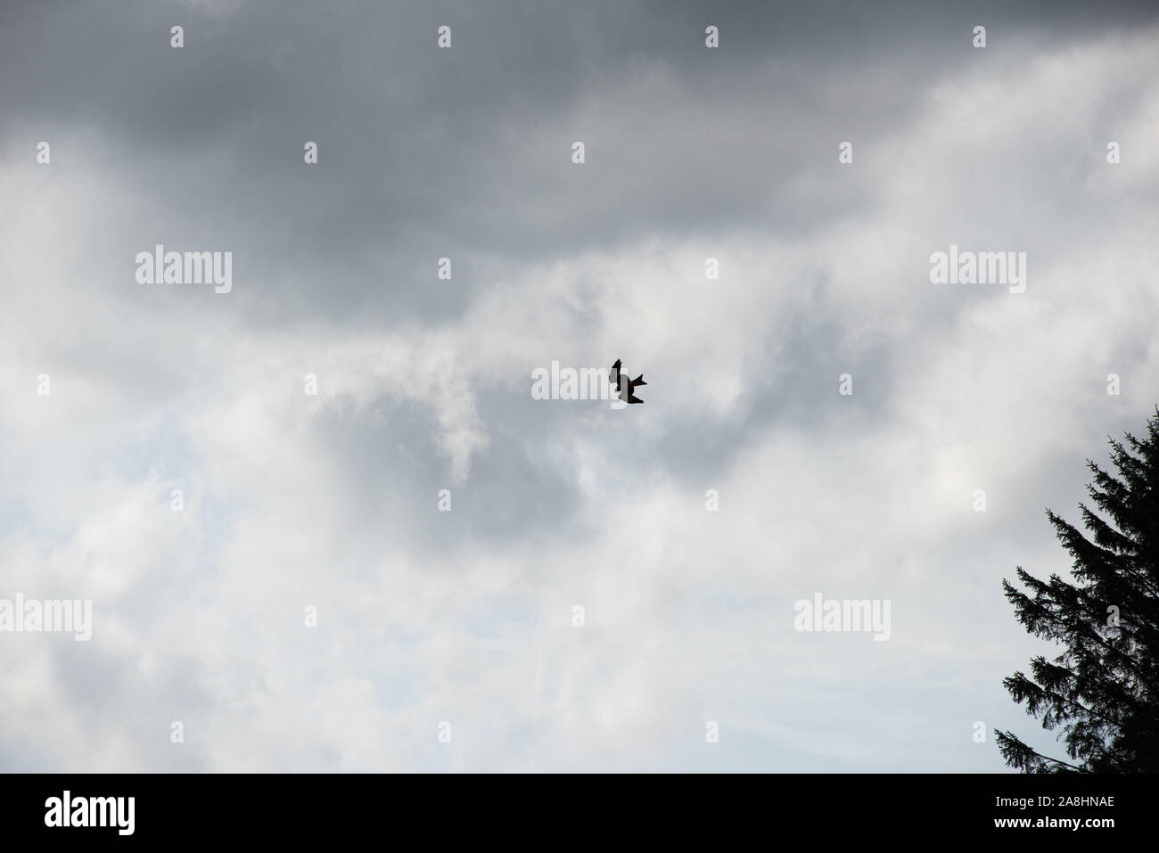 Red Kites in den Highlands von Schottland Stockfoto
