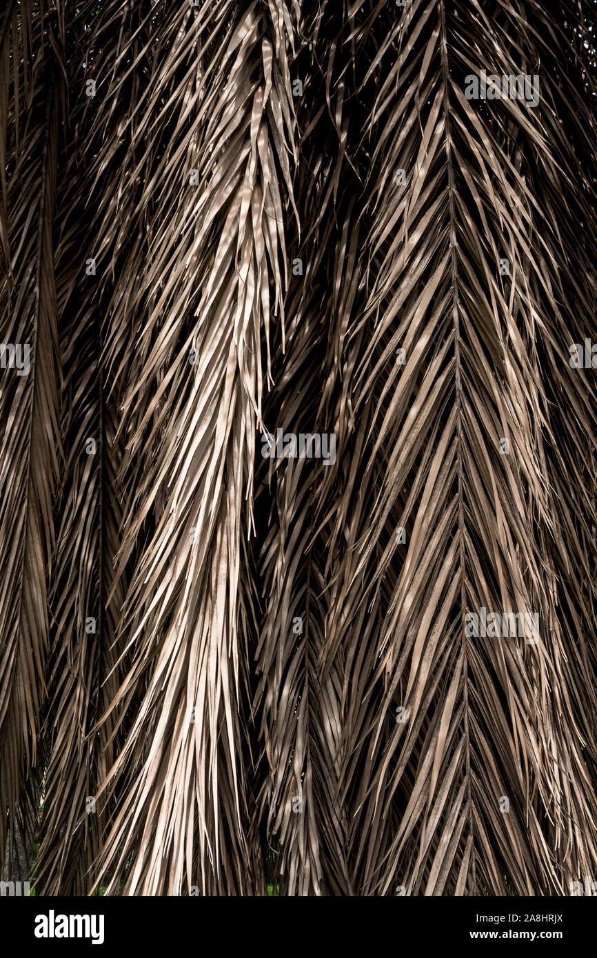 Braune Streifen von trockenen palm leaf Teile. Zusammenfassung Hintergrund Stockfoto