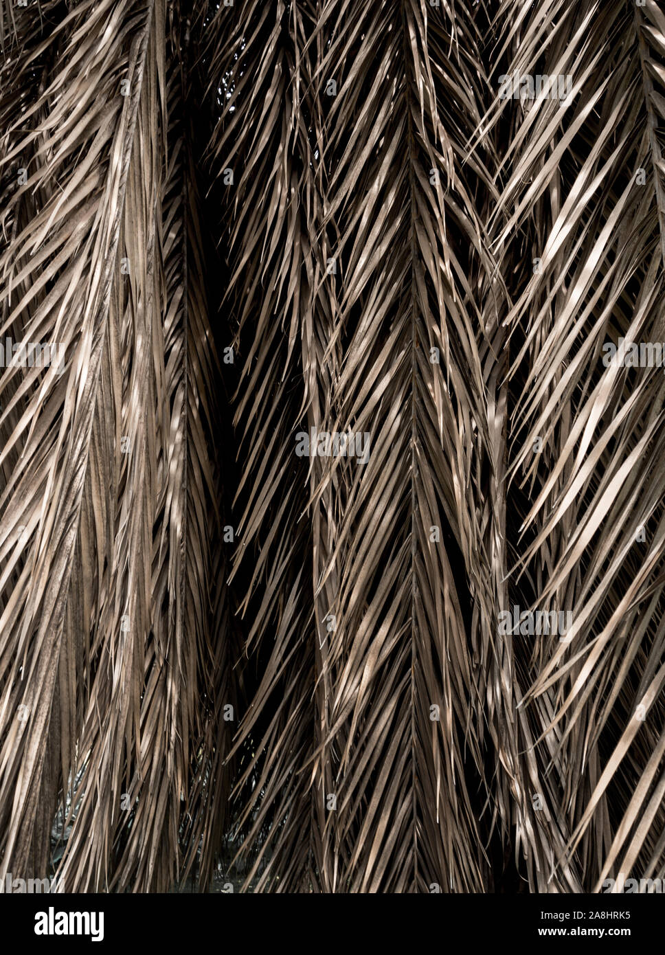Braune Streifen von trockenen palm leaf Teile. Zusammenfassung Hintergrund Stockfoto