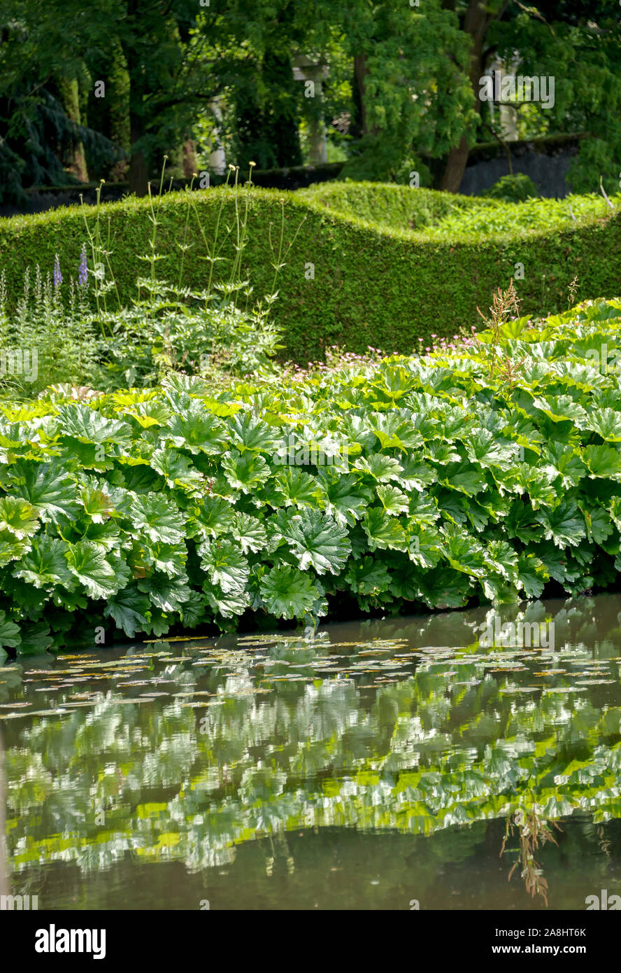 (Tafelblatt Astilboides Tabularis) Stockfoto