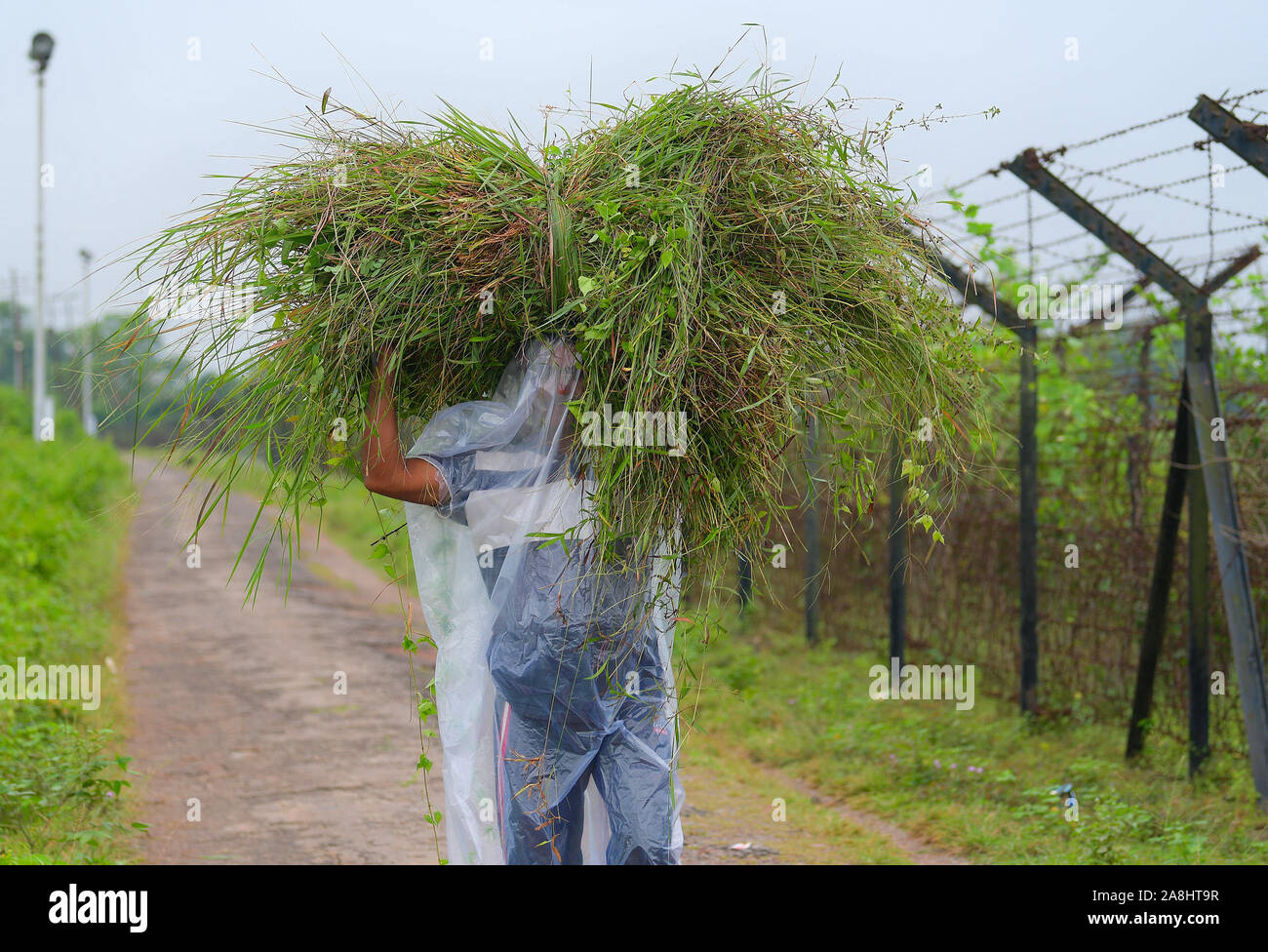 Agartala, Indien nordöstlichen Bundesstaat Tripura. 9 Nov, 2019. Ein Landwirt wickelt sich in eine Plastiktüte als Prävention von Regen gebracht durch den Zyklon Bulbul beim Tragen von Viehfutter am Stadtrand von agartala, der Hauptstadt des nordöstlichen indischen Bundesstaat Andhra Pradesh, November 9, 2019. Credit: Str/Xinhua/Alamy leben Nachrichten Stockfoto