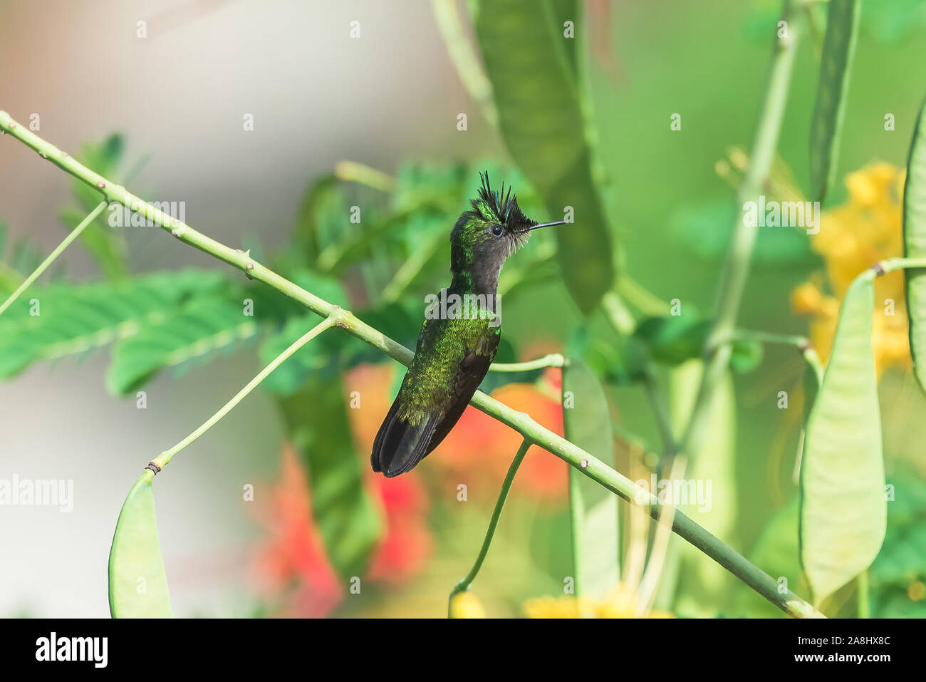 Antillean Crested Hummingbird, schöner Vogel flieht und isst Nektar aus den Blumen Stockfoto