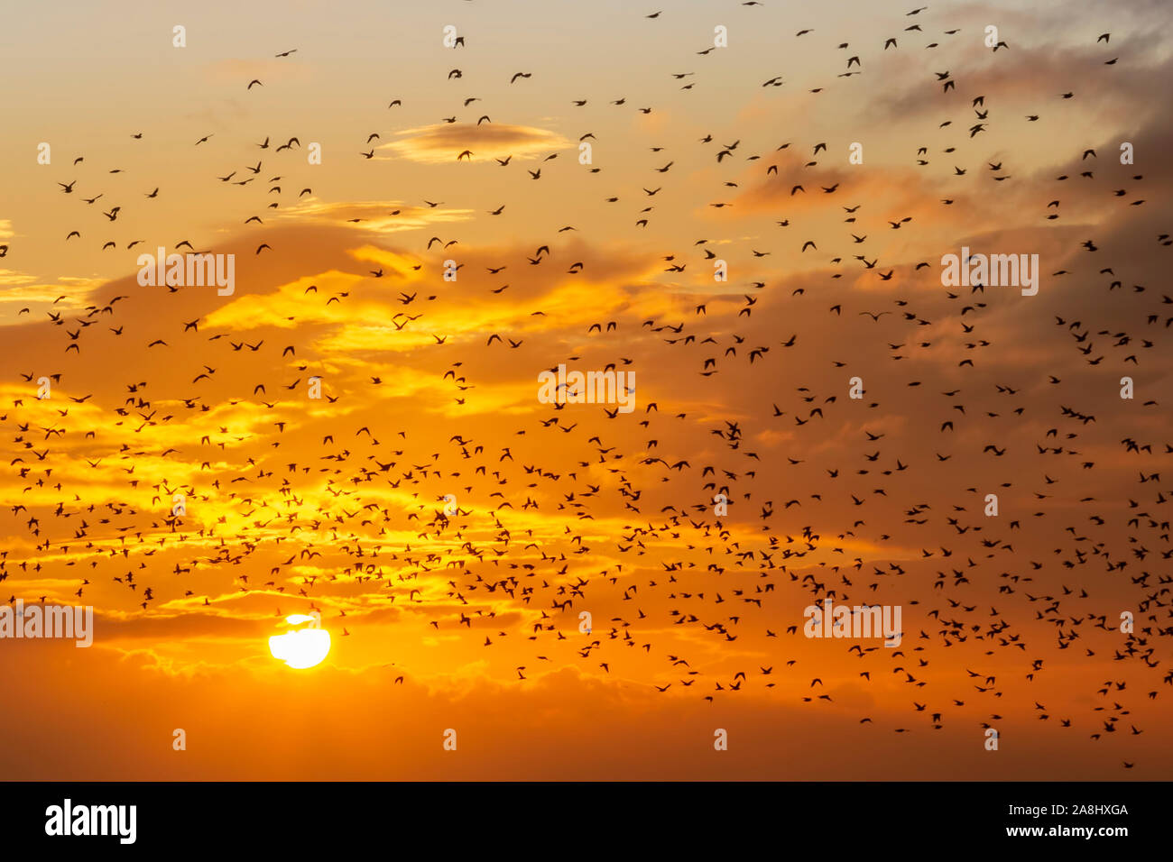Sonnenuntergang und starling murmurations in Brighton Stockfoto