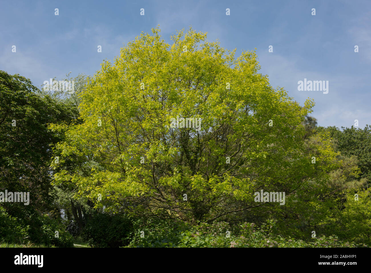 Frühling Laub der Scarlet Eiche (Quercus coccinea) in einem bewaldeten Garten im ländlichen Devon, England, Großbritannien Stockfoto