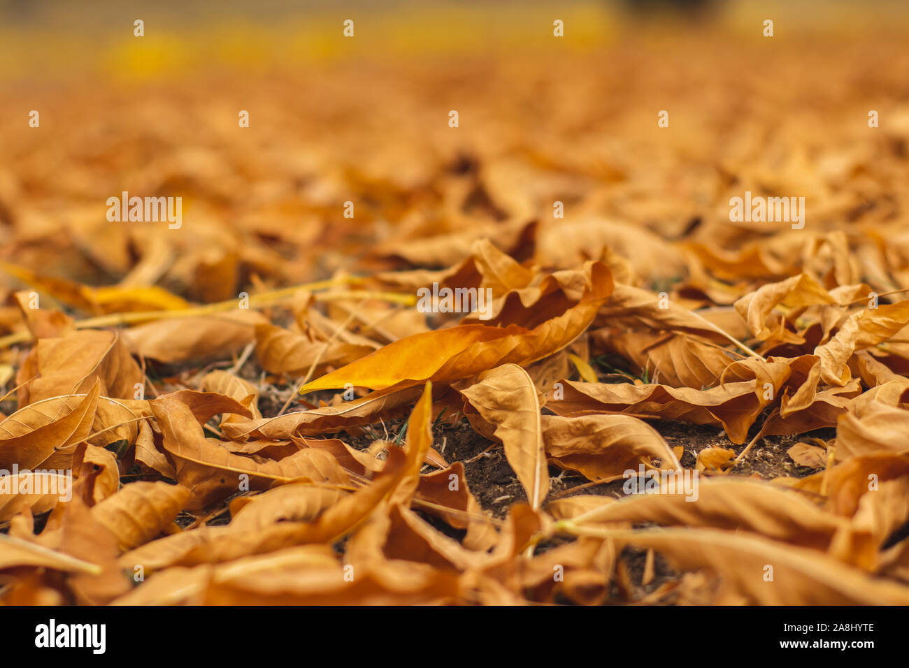 Orange Braun sterbenden Blätter im Herbst in einem Park. Stockfoto
