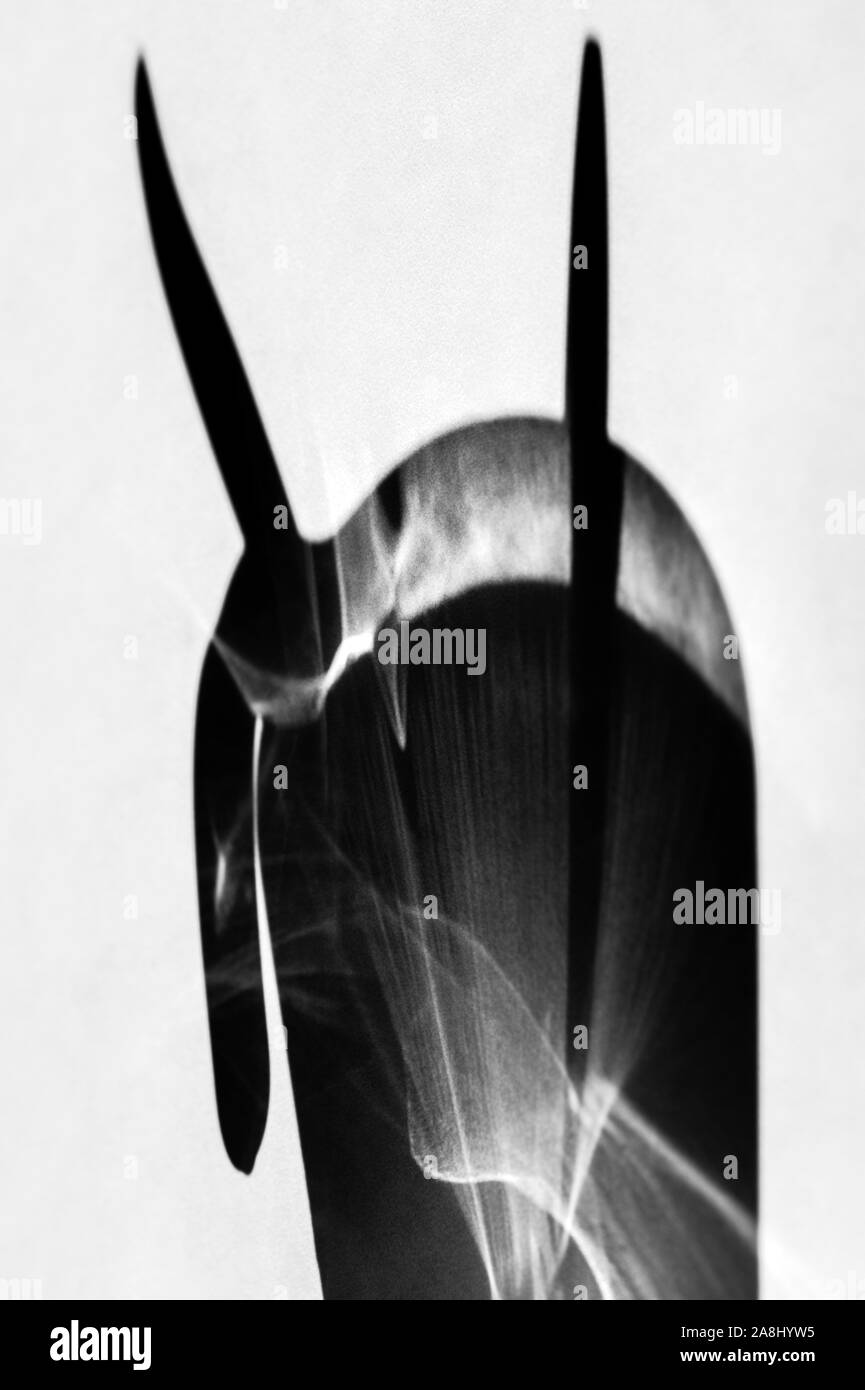 Crystal vase beleuchtet mit Tageslicht abstrakte Formen und Muster auf den Küchentisch Stockfoto