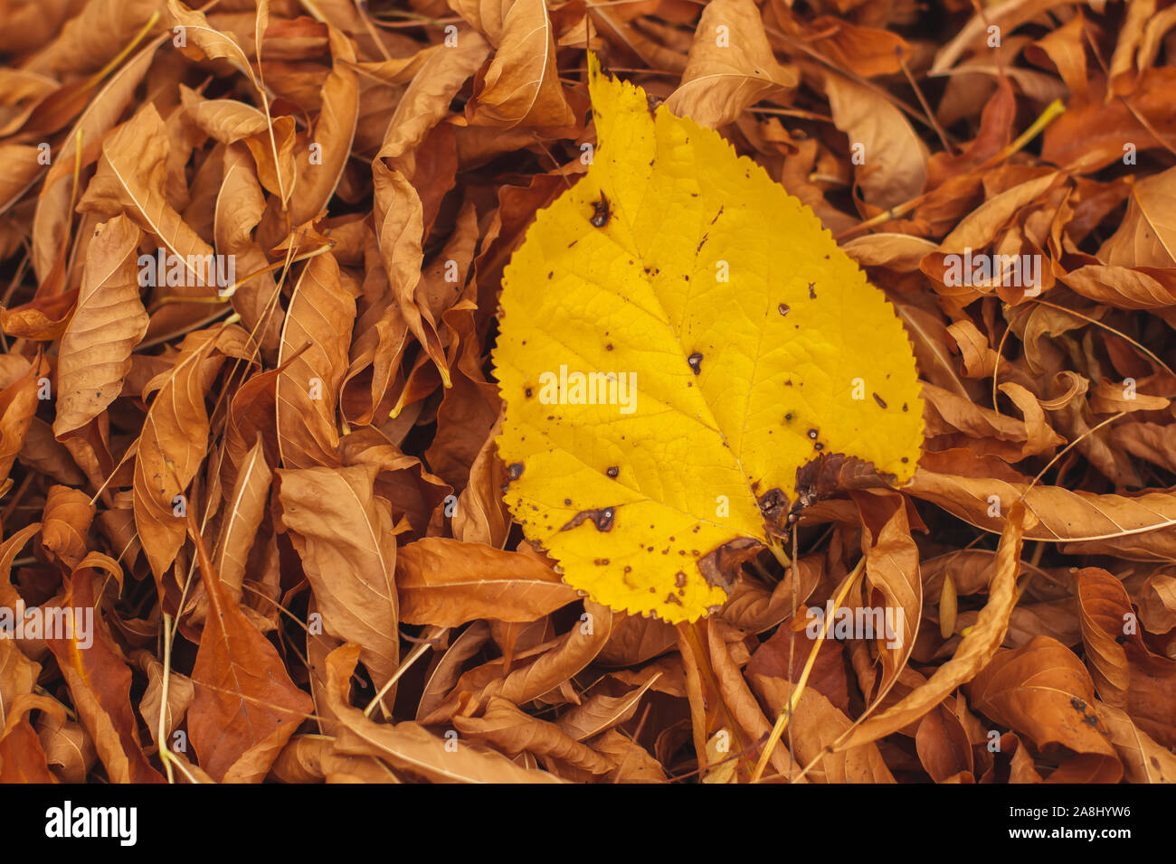 Gelb Blatt auf einem Stapel von Orange gefallenen Blätter in einem Park im Herbst. Stockfoto