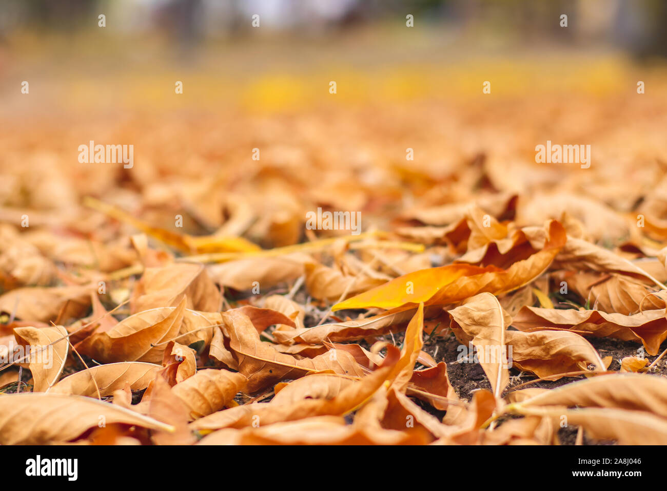 Orange Braun sterbenden Blätter im Herbst in einem Park. Stockfoto