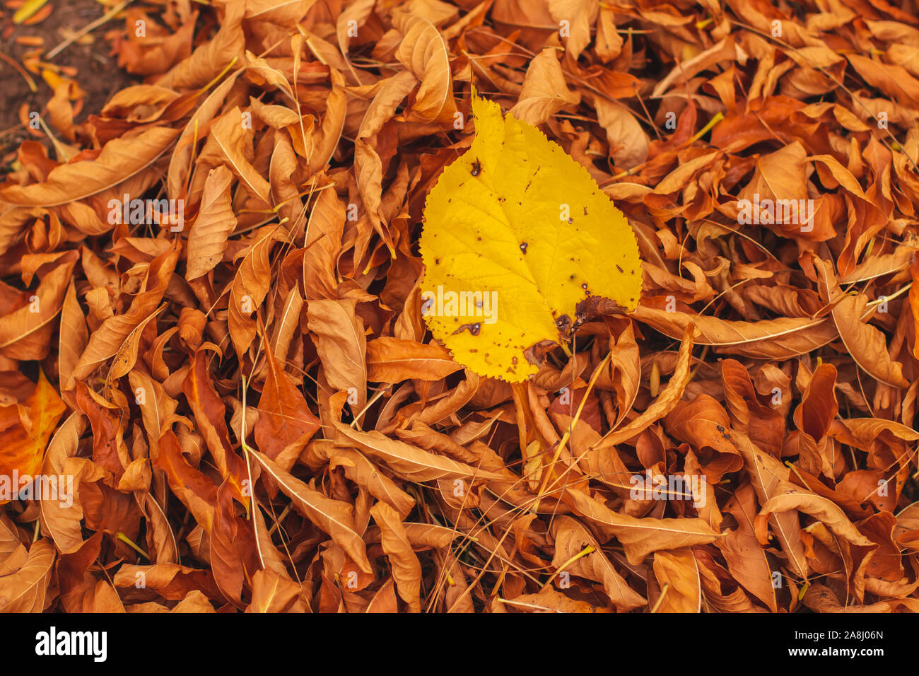 Gelb Blatt auf einem Stapel von Orange sterbenden Blätter im Herbst in einem Park. Stockfoto