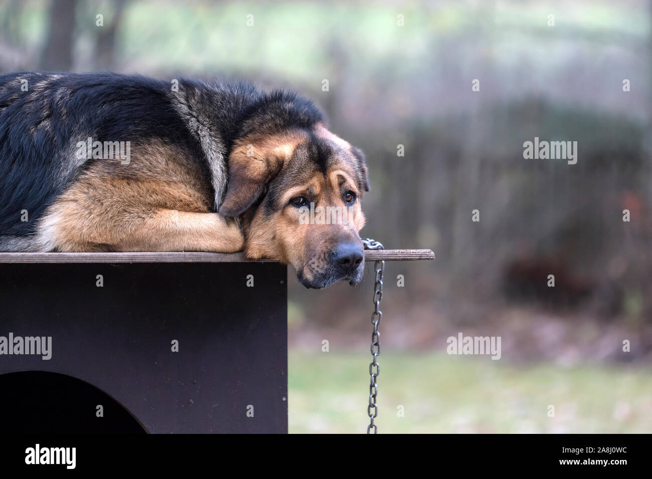 Trauriger Hund an der Kette liegen auf Hunde hütte. Gelangweilt Hund. Dies ist Crouch der Tibetische Mastiff und Deutscher Schäferhund. Stockfoto