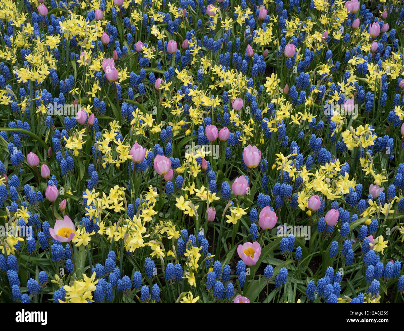 Narzissen und tulpe Fotos und Bildmaterial in hoher Auflösung Alamy