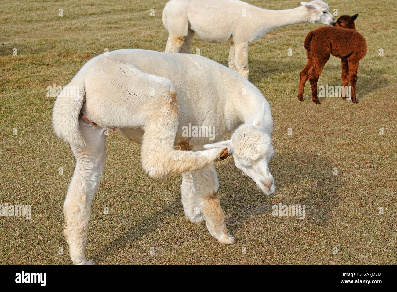 Junge Suri Alpakas in einem Feld in der Nähe von Bend, Oregon tummeln. Suri Alpakas sind für ihre SEIDIG wie Wolle, für kniting Kleider verwendet. Stockfoto