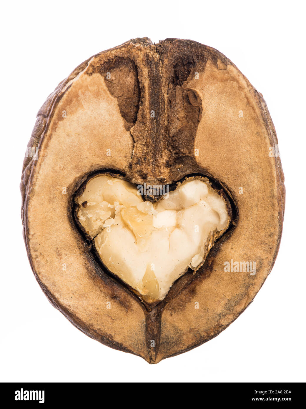 Herzförmige kernel innerhalb einer halben Walnuss auf weißem Hintergrund Stockfoto