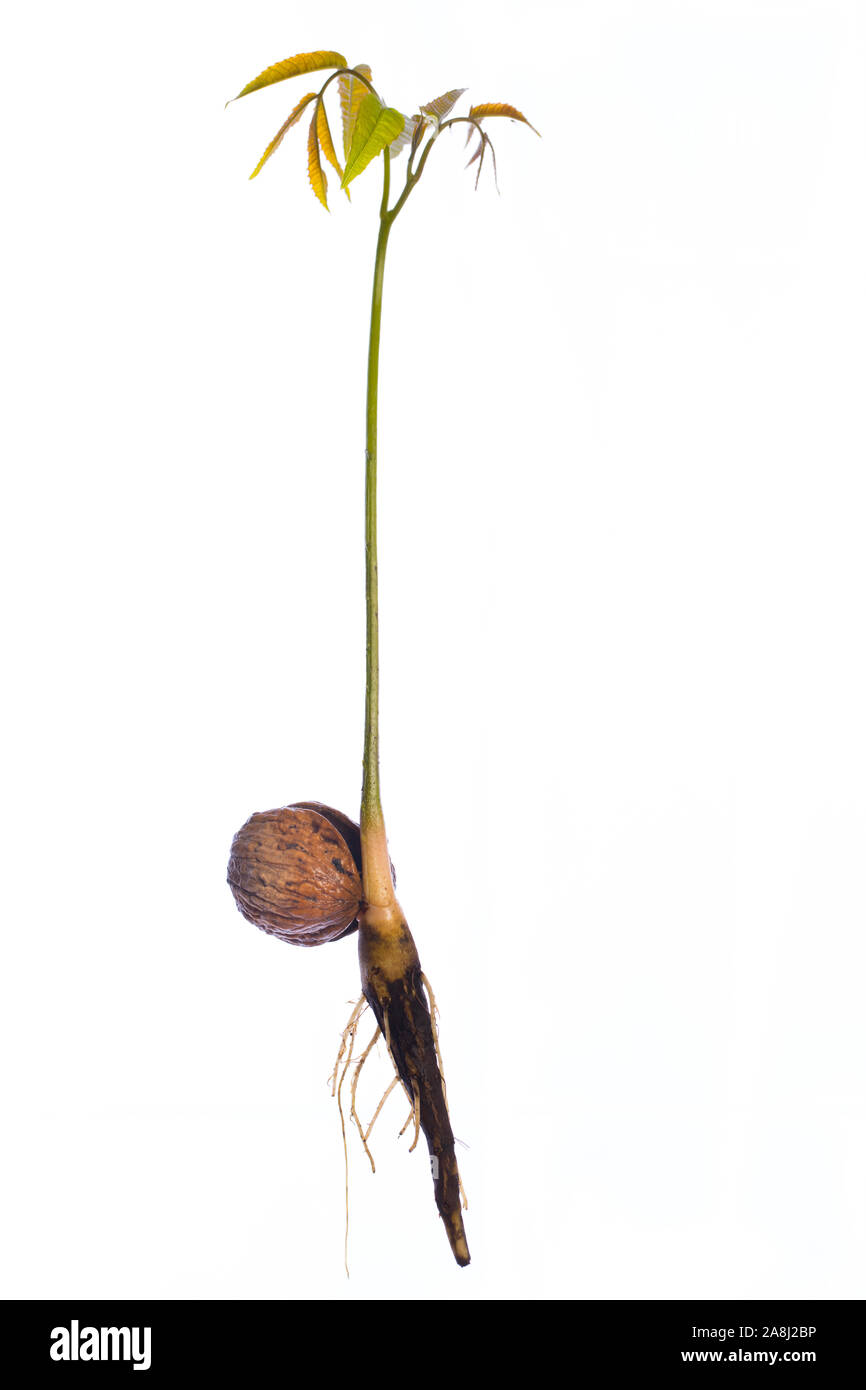 Junge Walnussbaum Nachkommen mit Wurzeln wächst aus einer Walnuss auf weißem Hintergrund Stockfoto
